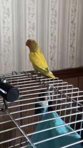 Beautiful young lovebird