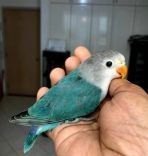 Baby Fischer Lovebirds