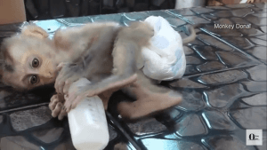 Looking for Baby Macaque