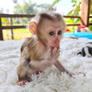 Cute home trained Baby Macaque Monkeys
