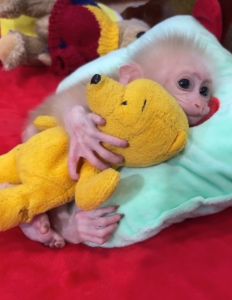Macaque Monkey For Sale