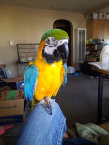 macaw parrots