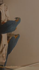 Blue and gold macaw