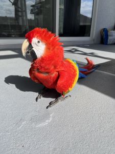 Scarlet macaw