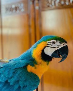 Male Macaw Parrot For Sale
