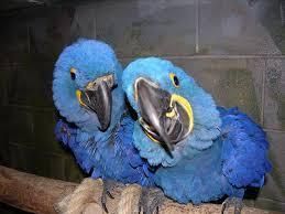 Hyacinth Macaws