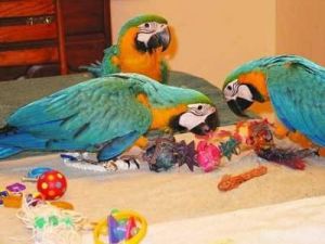 Blue and Gold Macaw Parrots For Sale