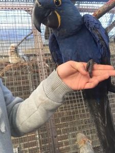 !~*Hyacinth Macaws For sale with all papers~*!