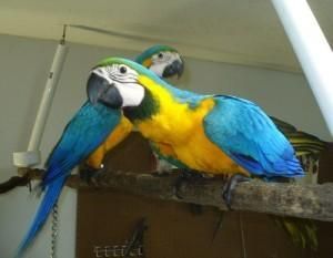 Proven Pair Of Greenwing Macaws