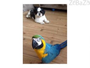 Blue and gold macaw parrots ***) ***-***3