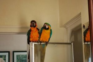 Beautiful Blue n Gold Macaw parrots (***) ***-***9