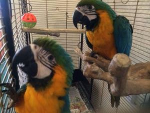 Paired Vaccinated Hyacinth Macaw Parrots