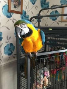 Lovely Macaw parrots well tame