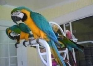 Pair of Blue & Gold Macaws