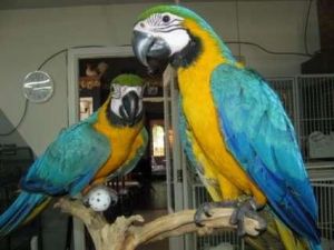 Talking Pair Of Blue And Gold Macaw Parrots