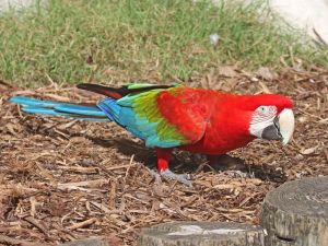1 Year Old Green Wing Macaw Parrots