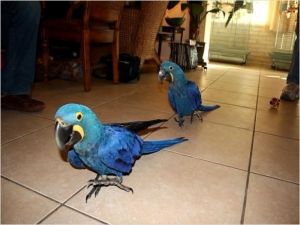 Beautiful hand reared Hyacinth Macaw