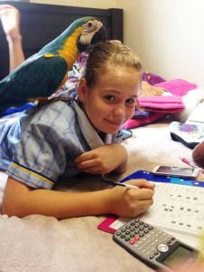 Blue And Gold Macaw Parrots (***) ***-***7