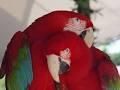 Sweet Babies Macaw Birds***