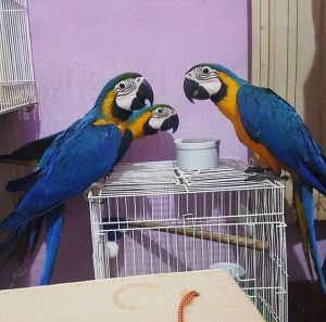 Beautiful Macaw Parrots