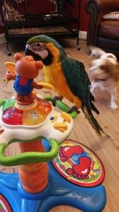 5 lovely macaw for sale