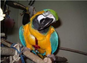 Male And Female Blue And Gold Macaw Parrots