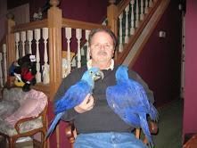 Hyacinth Macaw Parrots for sale
