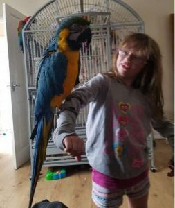 Wonderful blue macaws for sale