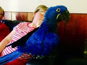 Hyacinth Macaw Male 3 years old