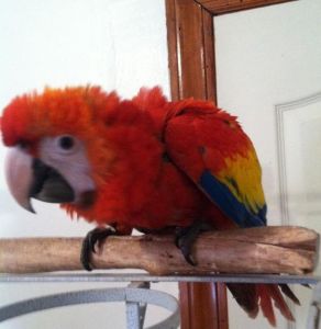 Super Tame & Talking Scarlet Macaw Babies
