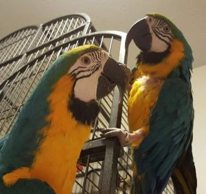 Blue & Gold Macaw Parrots Available
