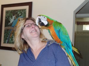 Very Nice and colorful Parrots