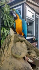 Blue And Gold Macaw
