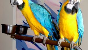 Blue & Gold Macaw.