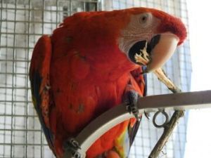 Playful and intelligent Green Wing Macaw For Sale / contact : ***
