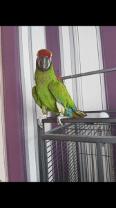 Blue And Gold Macaw Baby