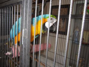 Blue And Gold Macaw