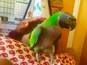Healthy Macaw Parrot for sale