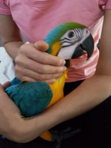 Dna Sexed Male Blue & Gold Macaw