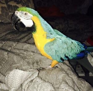 Blue and gold macaw