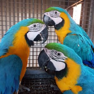 Blue And Gold Macaws