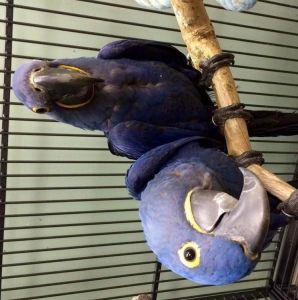 hyacinth macaw parrots