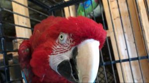Greenwing Macaw
