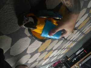 Blue & Gold Macaw