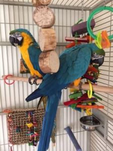 Pair of Blue and Gold Macaw Parrots For Sale
