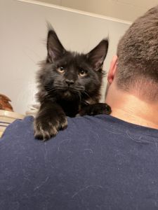 Polydactyl Maine Coon Kittens