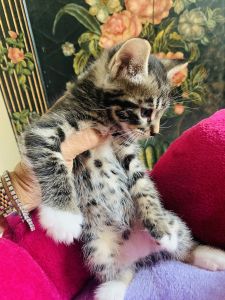 Maine Coon kittens of Sarasota
