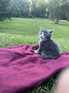 Male Maine Coon Kittens!