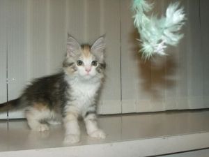 Cute Main Coon kittens