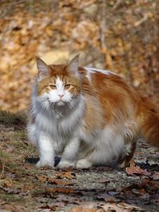 Maine Coon femaile